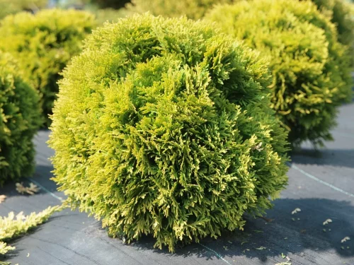 Туя западная Мириам (Thuja occidentalis Mirjam)
