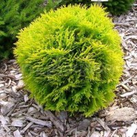 Туя западная Мириам (Thuja occidentalis Mirjam)