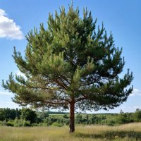 Сосна обыкновенная  Pínus sylvéstris