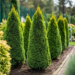 Туя западная Смарагд  (Thuja occidentalis Smaragd)