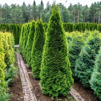 Туя западная Смарагд  (Thuja occidentalis 'Smaragd')