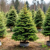 Ель европейская Picea abies