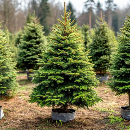 Ель европейская Picea abies
